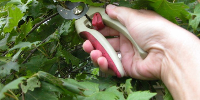 A Pruning Primer: Tools, Techniques and Timing