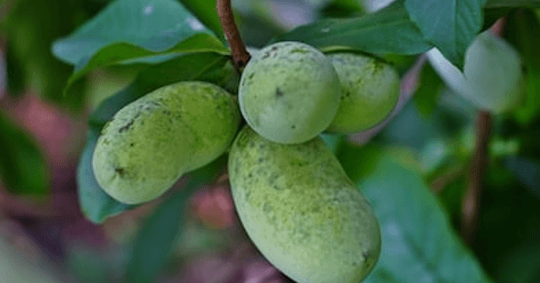 Pawpaws: Resilient, Delectable Natives