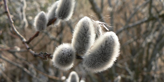 Tasks & Tips for April in the Ornamental Garden