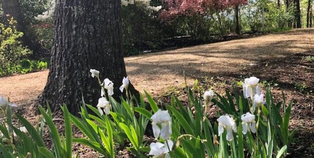 In the Ornamental Garden — Tasks & Tips for May