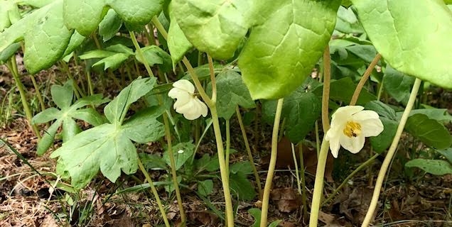 Mayapple