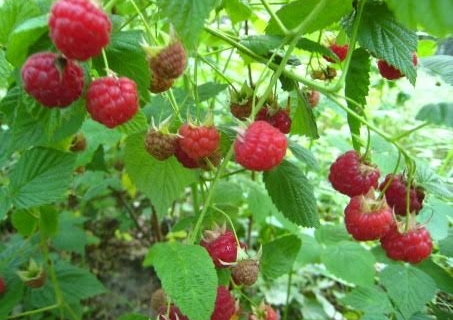 Growing Raspberries in the Home Garden