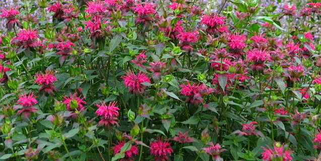 Tasks and Tips in the Ornamental Garden