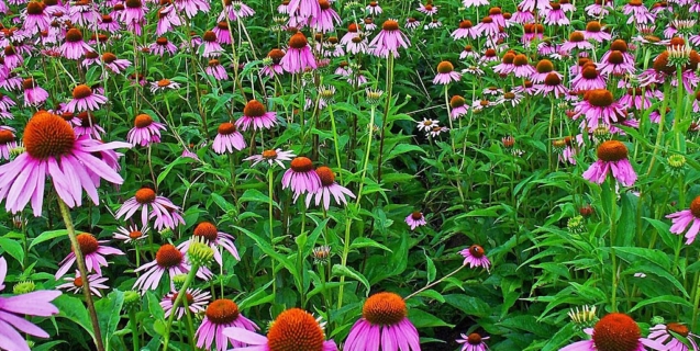 Echinacea – Americana in the Garden