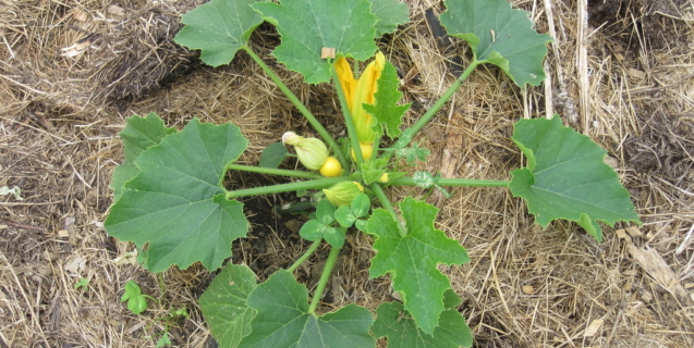 The Edible Garden in June