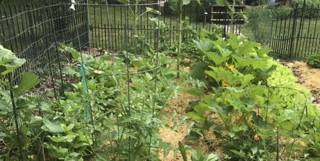 Gardening for Resilience: The Bounty of Fall Vegetables