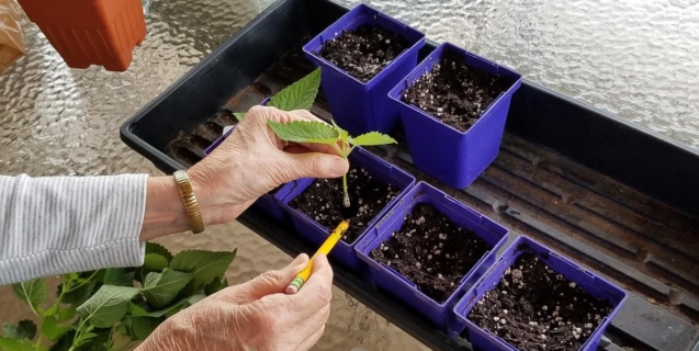 Creating New Plants From Cuttings