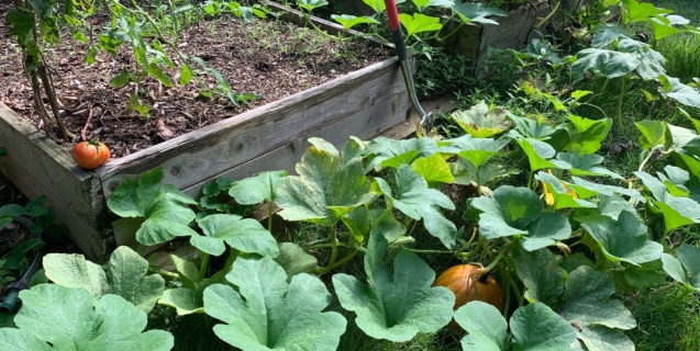September in the Edible Garden