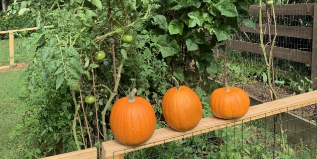 October in the Edible Garden