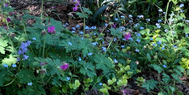 April Tasks in the Ornamental Garden