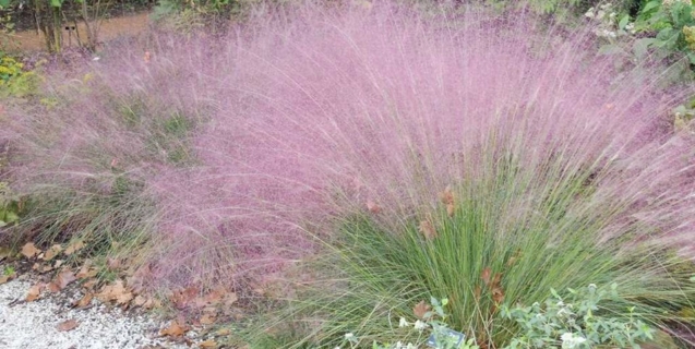 October in the Ornamental Garden