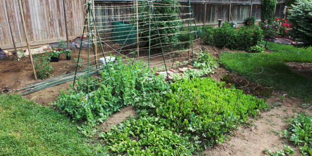 The Edible Garden in May