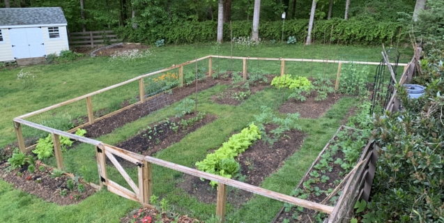 The Edible Garden in June