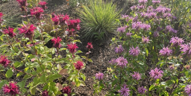 The Ornamental Garden in July
