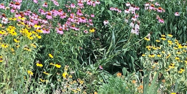 July in the Ornamental Garden