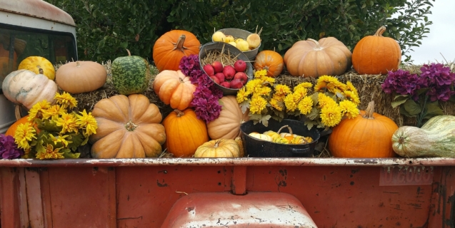 Tasty Journeys with Winter Squash