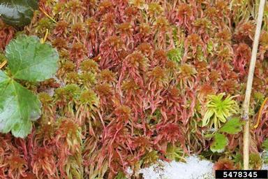 Should We Stop Using Peat?