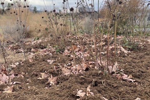 The Ornamental Garden in December