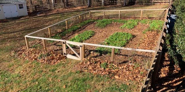 January in the Edible Garden