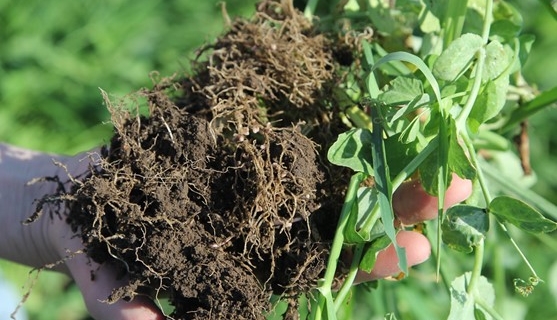 It’s All About the Soil