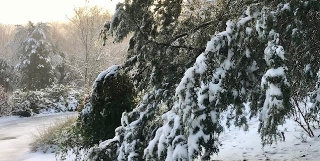 January in the Ornamental Garden