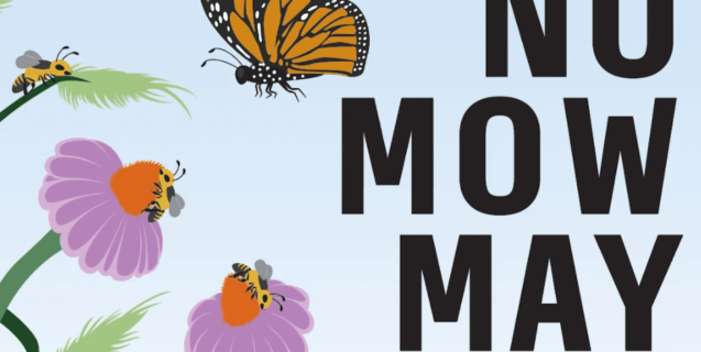 No Mow May