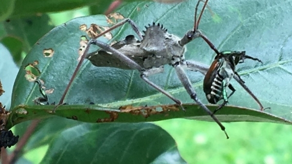 Eleven Common Garden Pests: Identification and Management