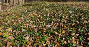 1600 sq. ft. covered mostly by English ivy, plus Virginia creeper, wisteria, and poison ivy