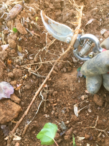 ivy root being pulled out of the ground with clippers