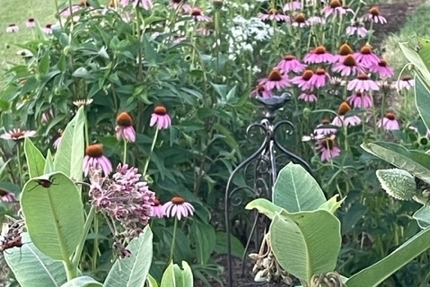 Milkweed in the Garden