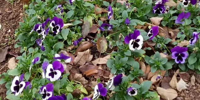The Ornamental Garden in November