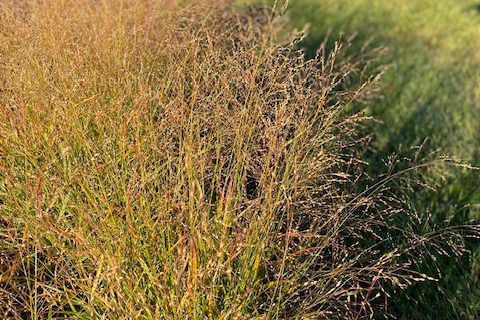 Updating Foundation Plantings