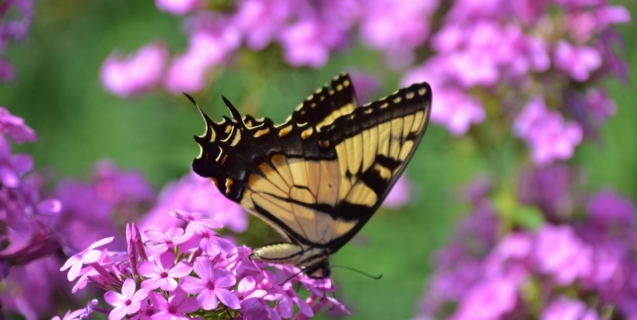 What is a Native Plant?