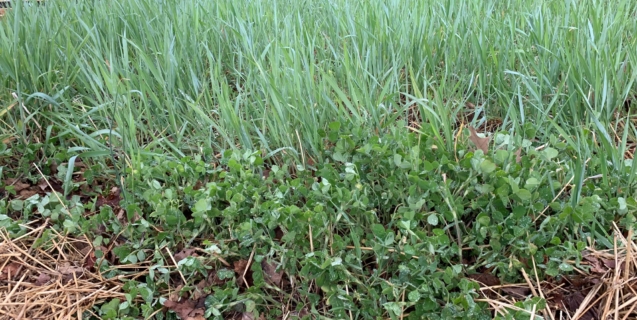April in the Edible Garden