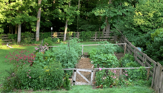 The Edible Garden in July