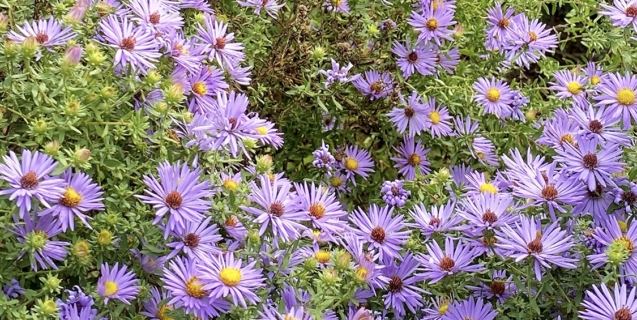 “Keystone” Native Plants 101