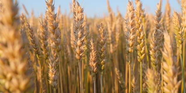 Plants and People on the Move: Reflections on Change