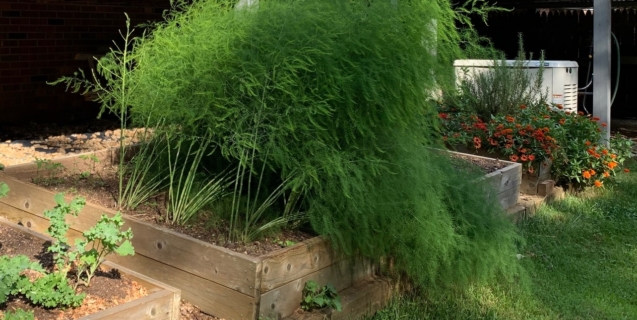 Spear into Spring with Asparagus