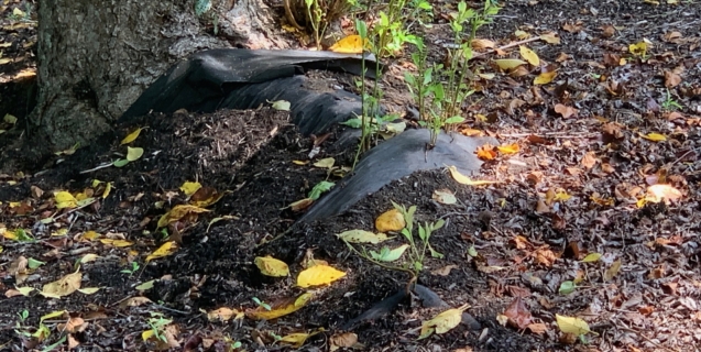 Landscape Fabric for Garden Bed Weed Control: Good or Bad choice?