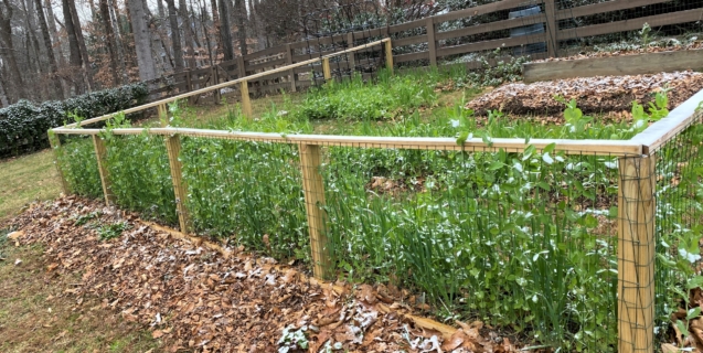 The Edible Garden in January