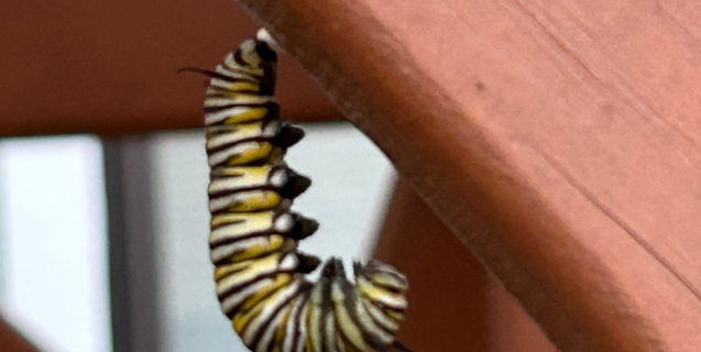 Creating Habitat for Lepidoptera – Butterflies, Moths, and Skippers