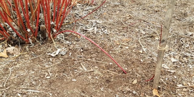 Plant Propagation:  Creating New Plants by Layering