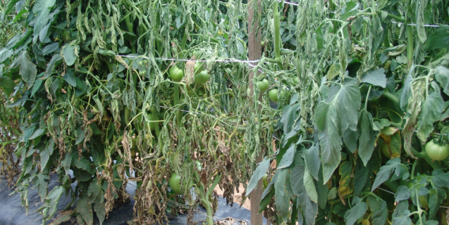 Wilts and root rots in the vegetable garden