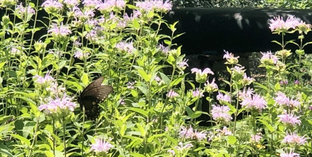 The Ornamental Garden in July