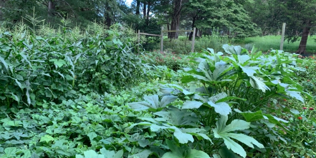 August in the Edible Garden