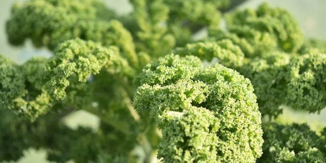 Kale