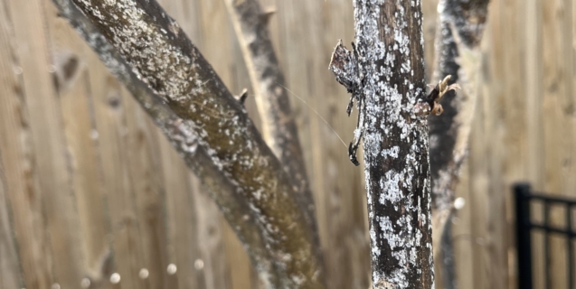 Managing Crape Myrtle Bark Scale